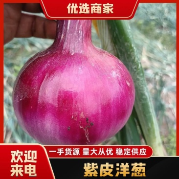 西昌市红紫皮洋葱大量上市中质优价廉欢迎新老客户咨询采购