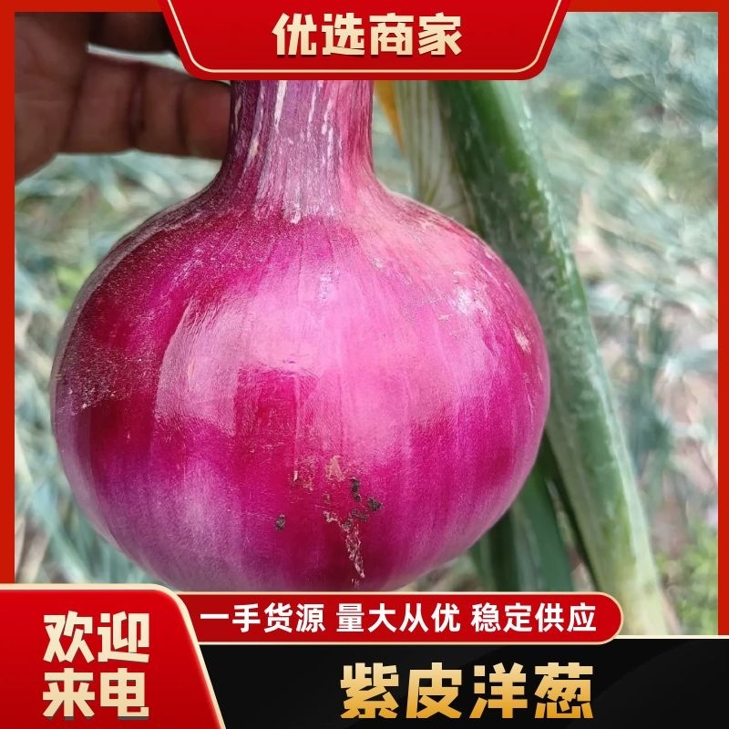 西昌市红紫皮洋葱大量上市中质优价廉欢迎新老客户咨询采购