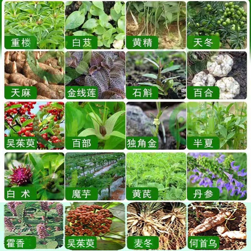 中药材壮根灵膨大剂党参当归黄芪柴胡太子参半夏根无激素膨大