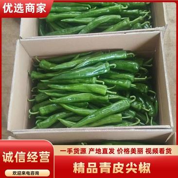 广东青皮尖椒黄皮尖椒大量供应电商超市可以视频看货