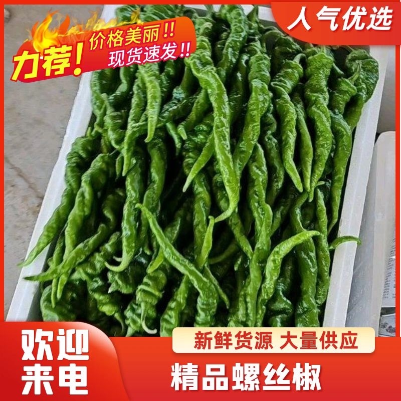 陕西螺丝椒产地直发支持视频看货包装齐全对接市场电商餐饮