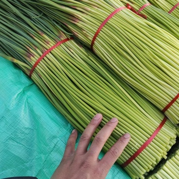 河南【红帽蒜薹】采购农户精品/可按需加工/产地直发、