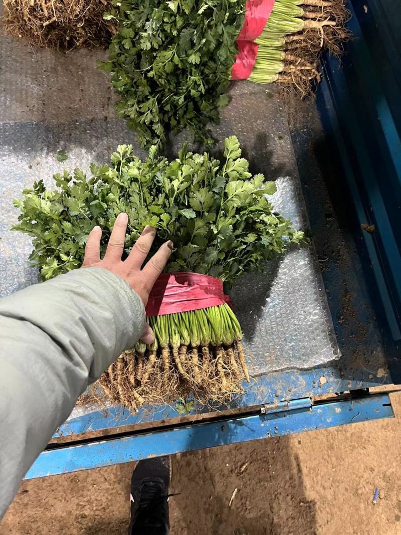聊城香菜大量上市产地直发一手货源量大从优