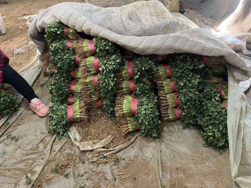 聊城香菜大量上市产地直发一手货源量大从优