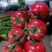 【实力商家】河南硬粉西红柿对接各大电商平台市场货发全国