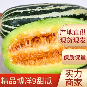 【万亩博洋甜瓜】博洋9博洋61新品上市现摘现发