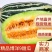 【万亩博洋甜瓜】博洋9博洋61新品上市现摘现发