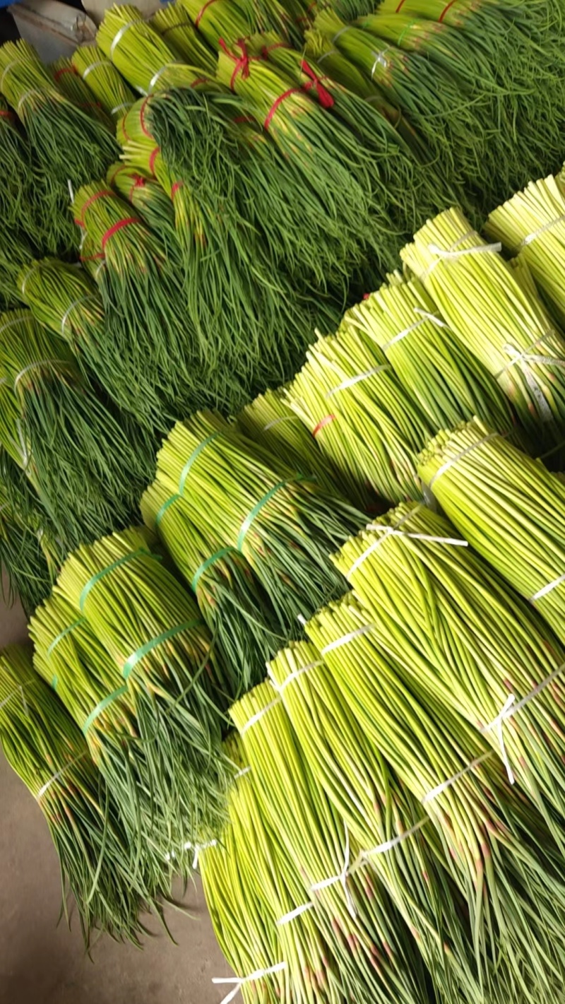 周口淮阳早熟红帽蒜薹大量供应，干苔不打水，出称高优质价廉