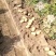 【土豆】黄心土豆大量有货产地直销价格实惠欢迎新老顾客咨询