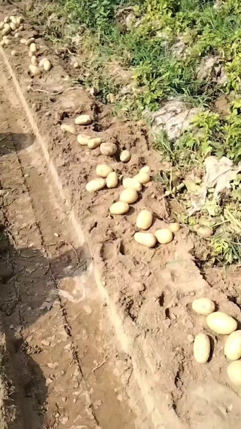 【土豆】黄心土豆大量有货产地直销价格实惠欢迎新老顾客咨询