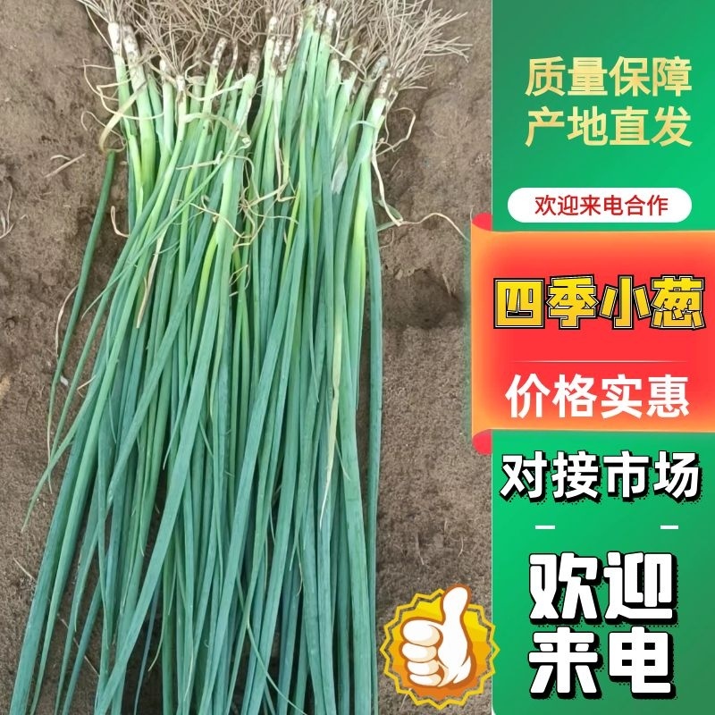 四季小葱黑葱精品叶片黑绿货源充足市场精品全国发货