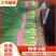 小葱苗四季葱苗。长年供应，有长白，有钢葱，接受预订