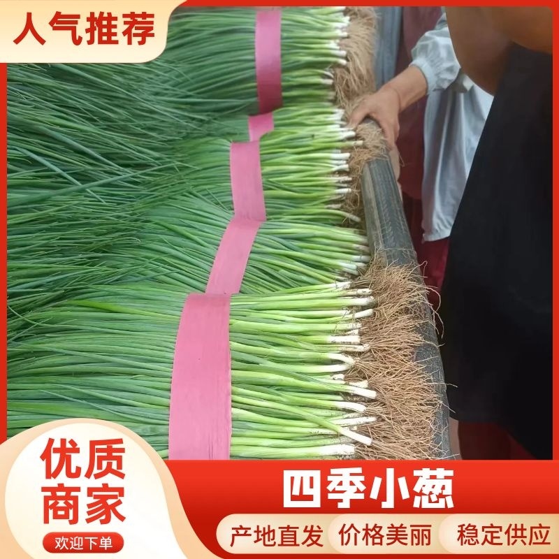小葱苗四季葱苗。长年供应，有长白，有钢葱，接受预订