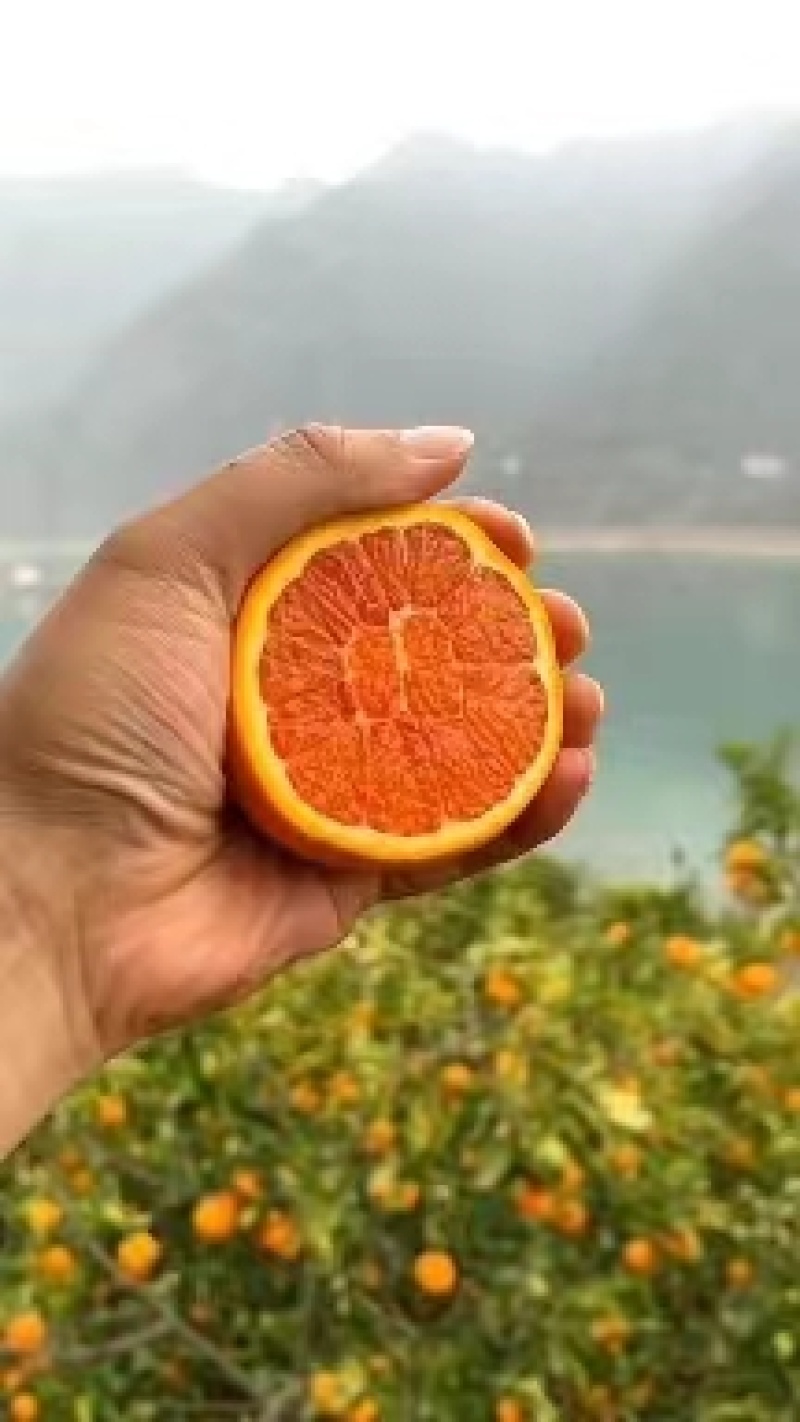 【秭归脐橙】秭归果冻橙甜蜜多汁产地直发一手货源品质保证