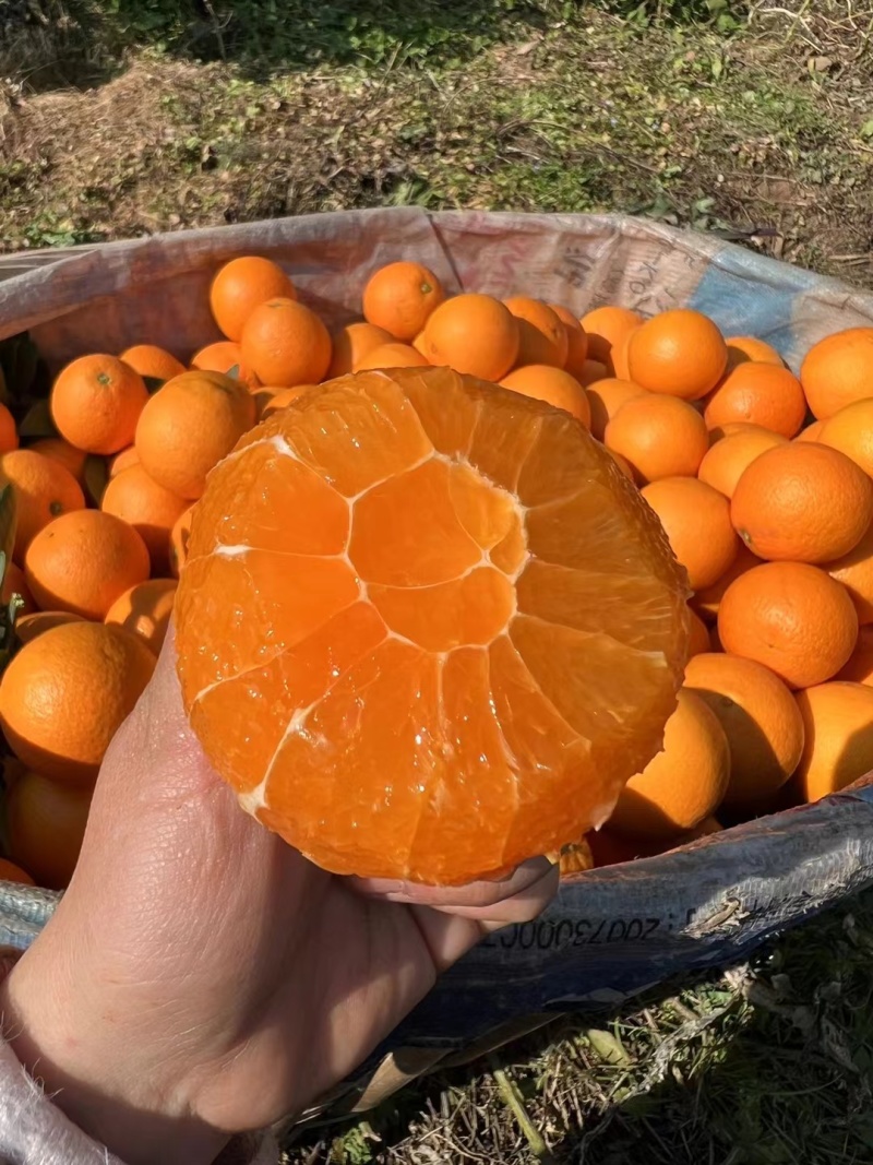 【秭归脐橙】秭归果冻橙甜蜜多汁产地直发一手货源品质保证