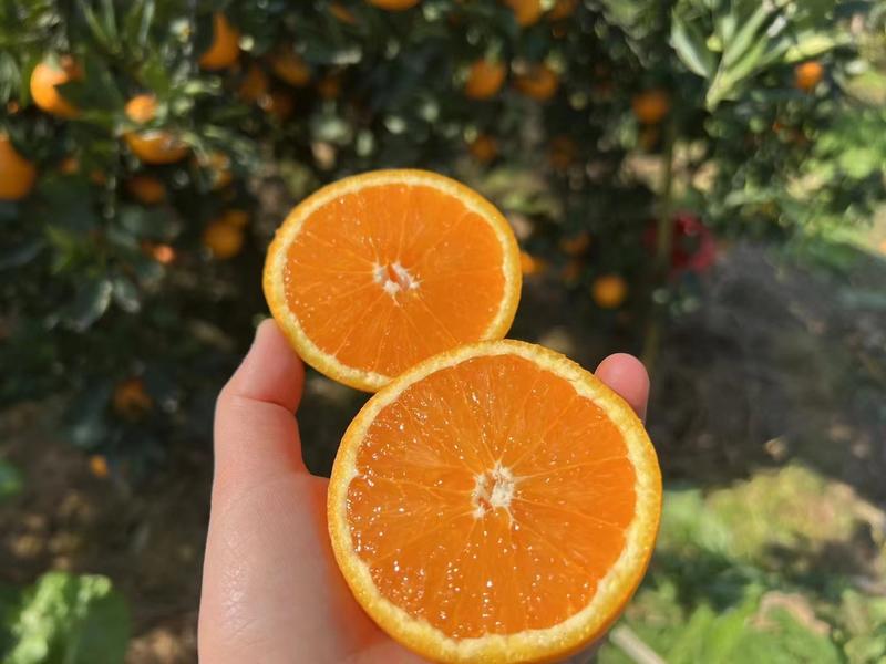 【秭归脐橙】秭归脐橙甜蜜多汁产地直发一手货源品质保证
