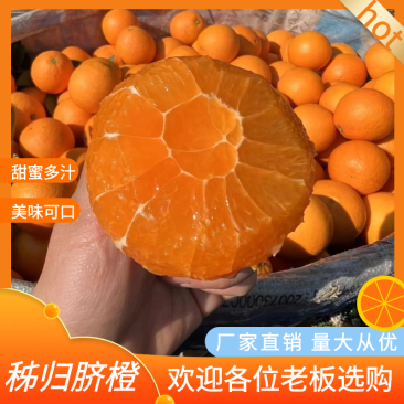 【秭归脐橙】秭归果冻橙甜蜜多汁产地直发一手货源品质保证