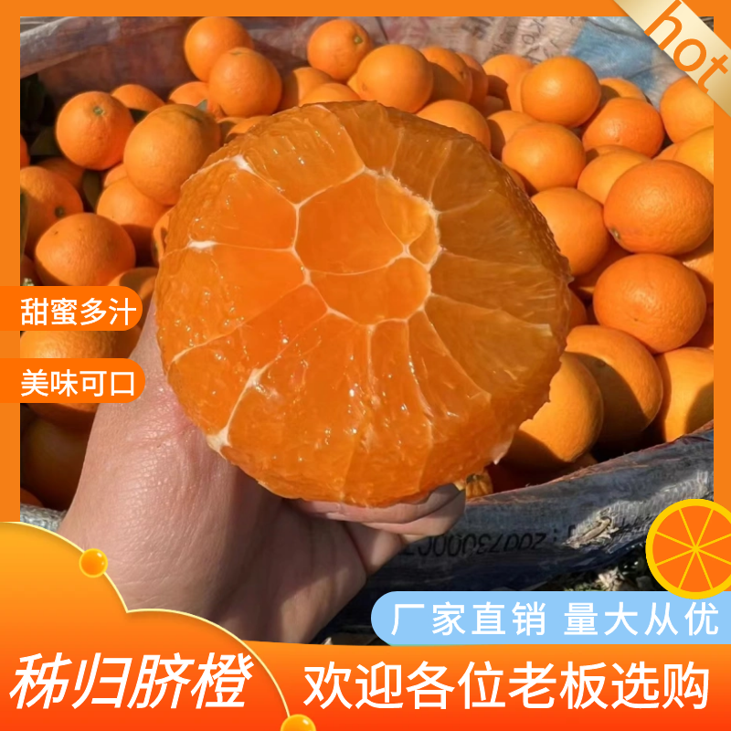 【秭归脐橙】秭归果冻橙甜蜜多汁产地直发一手货源品质保证