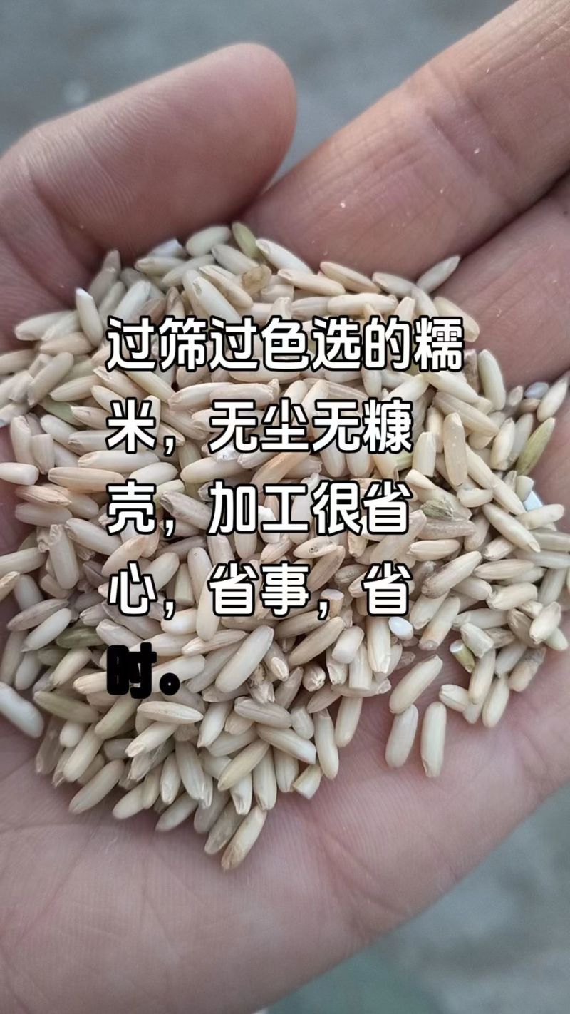湖南衡阳本地糙糯米，价格优惠中全国发货量大从优