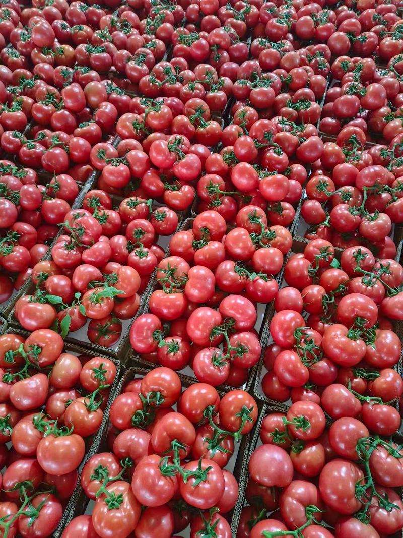 江苏连云港西紅柿，基地种植，大量有货，量大有优惠