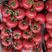 江苏连云港西紅柿，基地种植，大量有货，量大有优惠