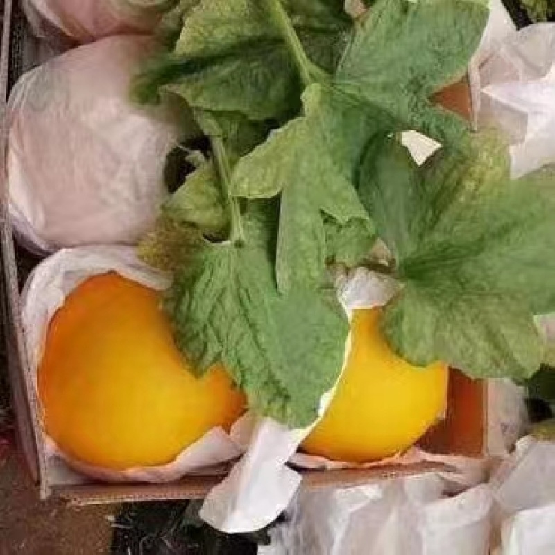 热卖精品久红瑞甜瓜产地对接各大商超电商社区团购