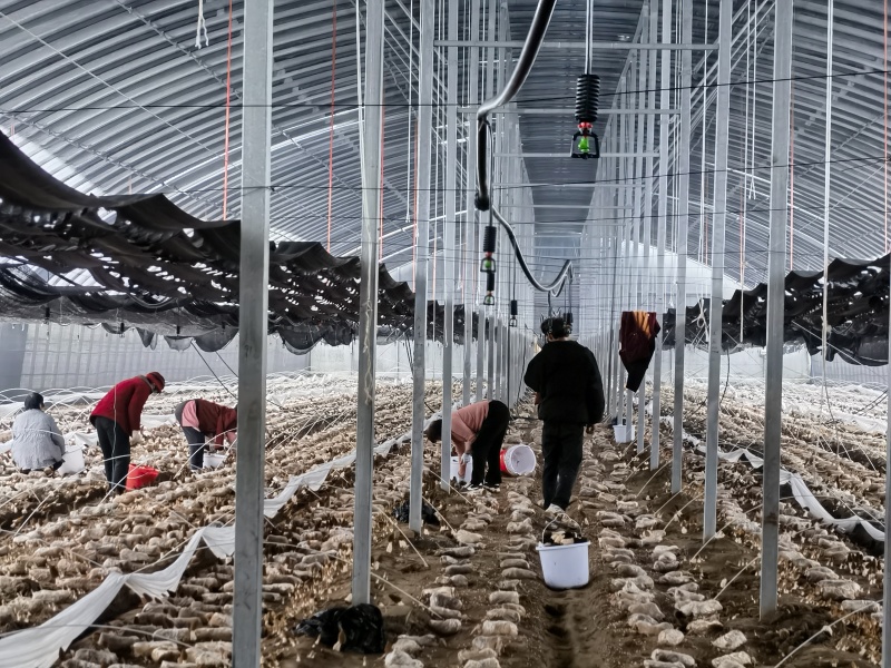 产地直发精品羊肚菌现摘现发货量充足价格优惠可发全国