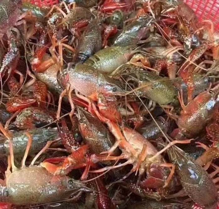 小龙虾正在锅中翻炒