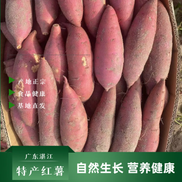 【红薯】广东湛江纯沙地湖北大叶红薯支持电商市场