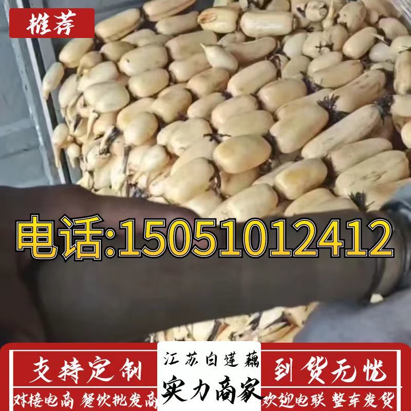 当季白莲藕3537鄂莲6号产地直供现挖现发