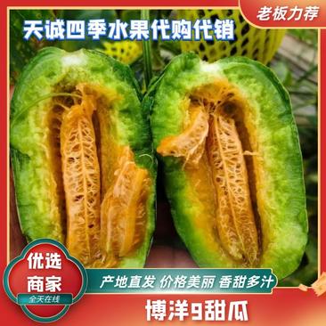 【热卖】精品博洋9甜瓜常年大吨位供应市场商超档口