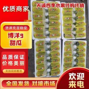 【热卖】正宗博洋9甜瓜大吨位供应常年供应商超可视频