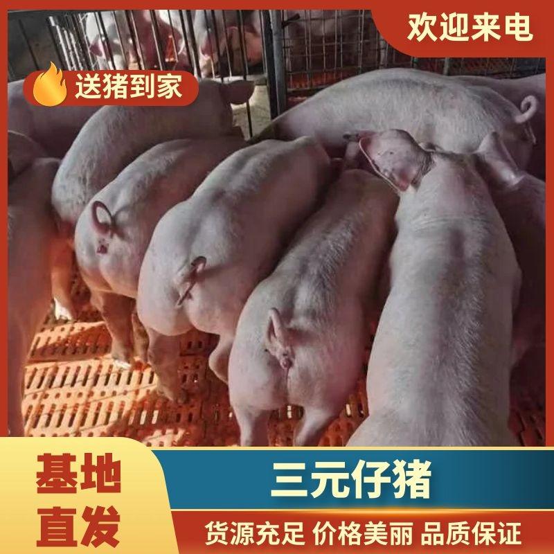 山东仔猪优良三元仔猪大型猪场常年出售全国物流发货