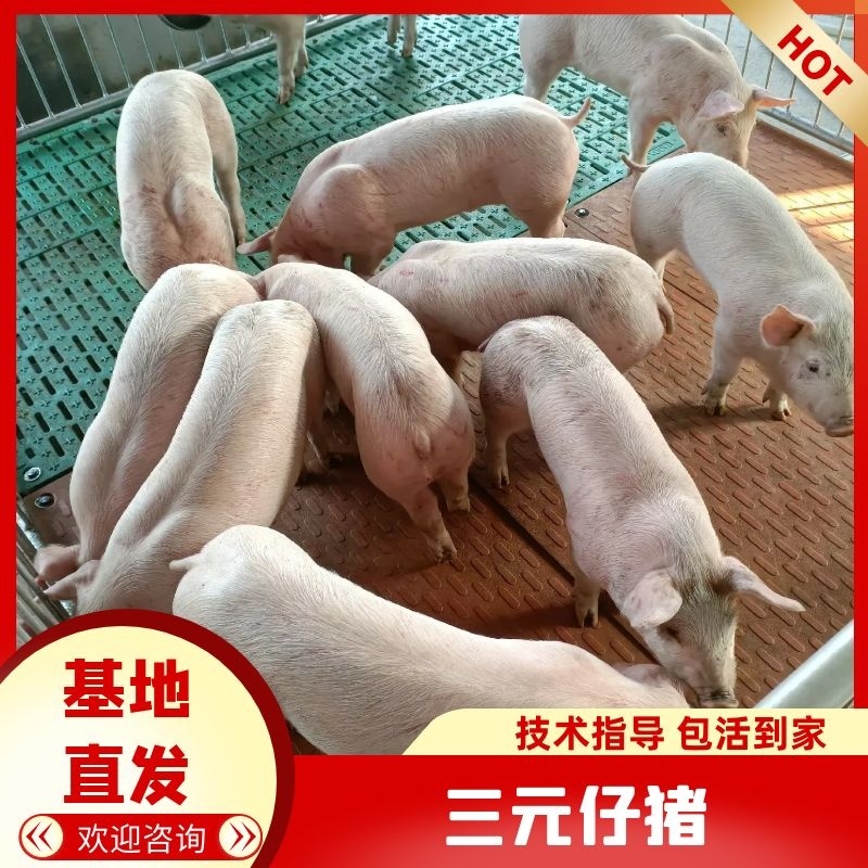 仔猪山东三元仔猪猪场常年出售防疫完善全国送猪到家