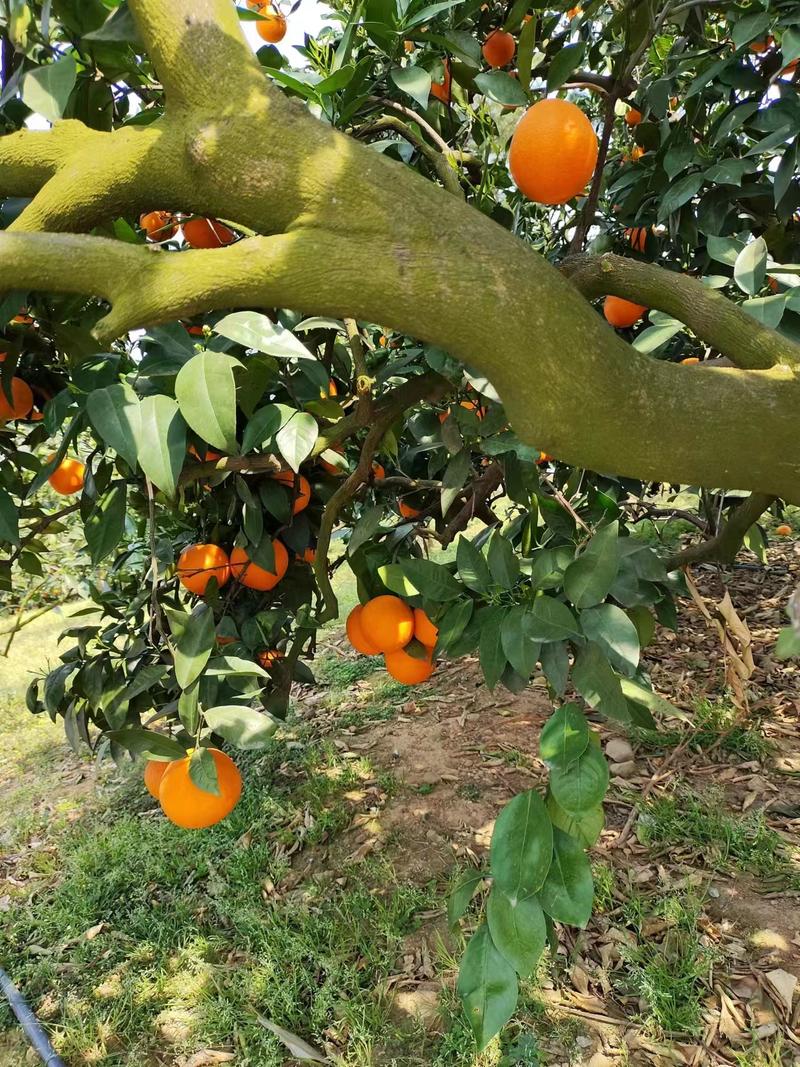 伦晚脐橙大量供应产地直发量大从优欢迎咨询