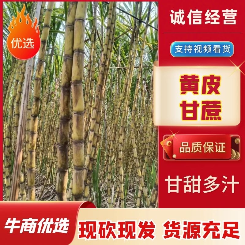 【实力】广东黄皮甘蔗，黄皮甘蔗，产地一手货源欢迎来电咨询