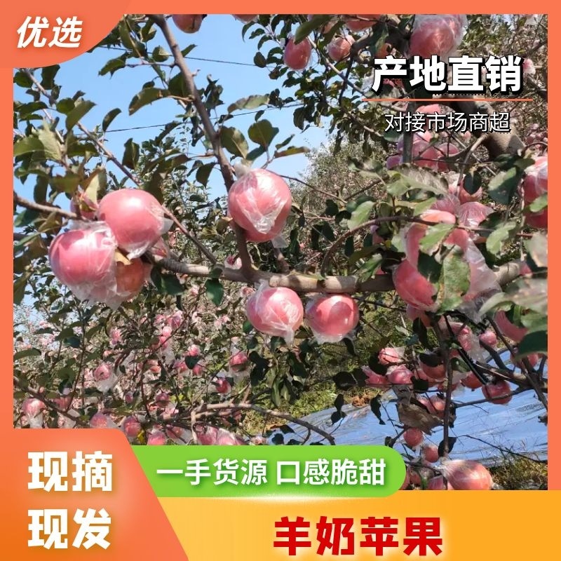 山西运城纸加膜红富士基地直发.色泽鲜艳，货源充足质量保证