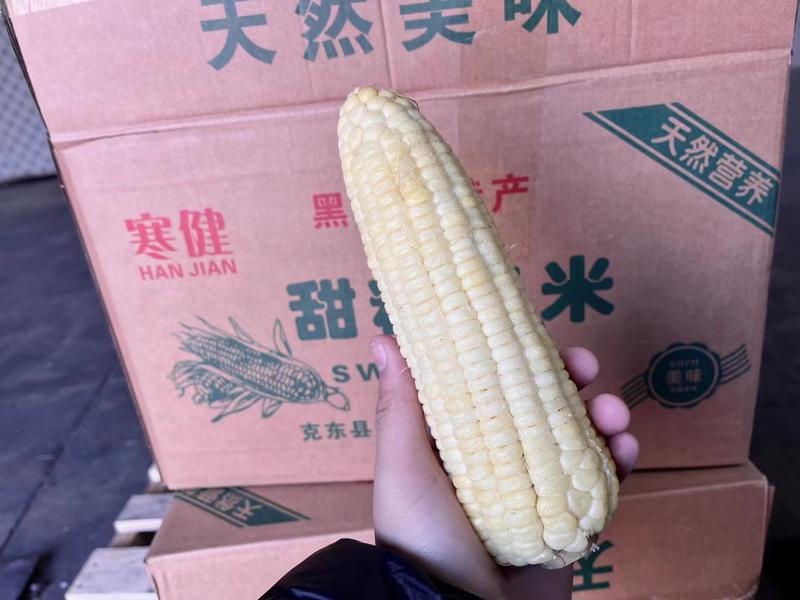 东北甜糯玉米冻玉米厂家直发量大从优欢迎咨询