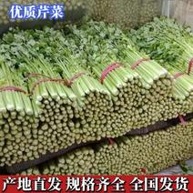 【芹菜】河北西芹大量供应可实地考察对接全国市场