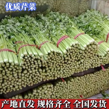 【芹菜】河北西芹大量供应可实地考察对接全国市场