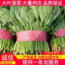 【菠菜】河北大叶菠菜大量供应产地直发品质保证