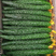 鲜黄瓜青皮绿瓤，顶花密刺直条，产地现货，货源充足，整车代