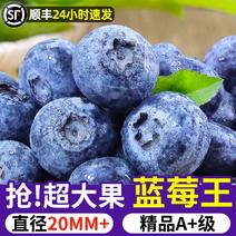 云南精品蓝莓L25、优瑞卡产地直发耐运输耐储存利润高