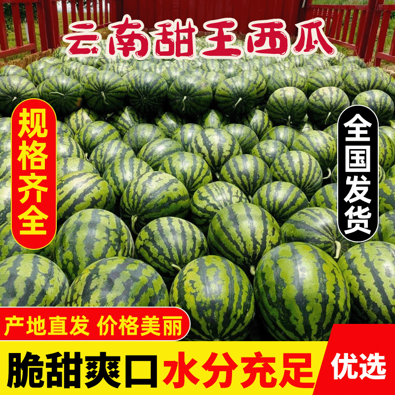 优质云南甜王西瓜瓤口好产地直发货源充足可供商超市场