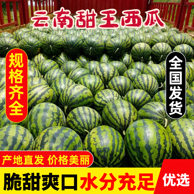 优质云南甜王西瓜瓤口好产地直发货源充足可供商超市场
