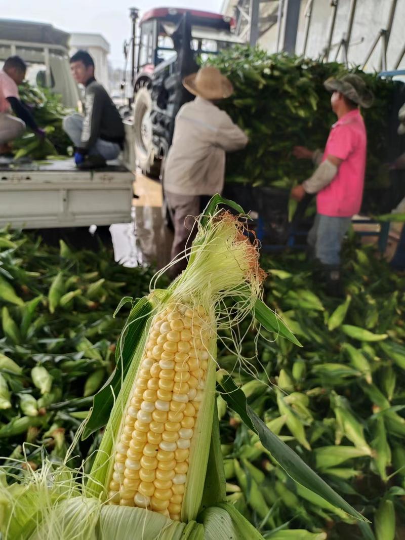 云南德宏州盈江县双色甜玉米，质量可保证，全国直销