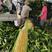 云南德宏州盈江县双色甜玉米，质量可保证，全国直销