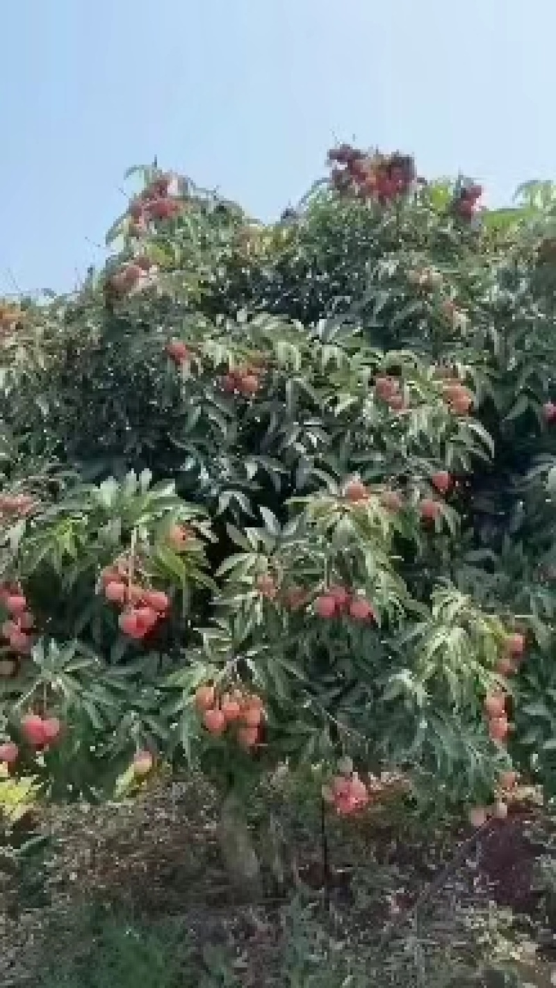 荔枝白糖罂荔枝海南荔枝甜度高对接电商市场等客户