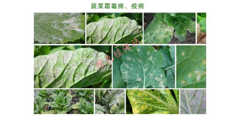 烯酰吗啉霜脲氰杀菌剂辣椒土豆葡萄黄瓜花卉早晚疫病霜霉病