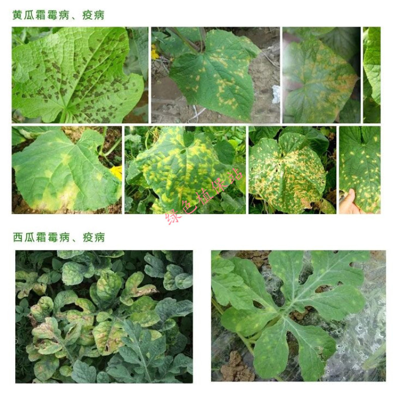 烯酰吗啉霜脲氰杀菌剂辣椒土豆葡萄黄瓜花卉早晚疫病霜霉病